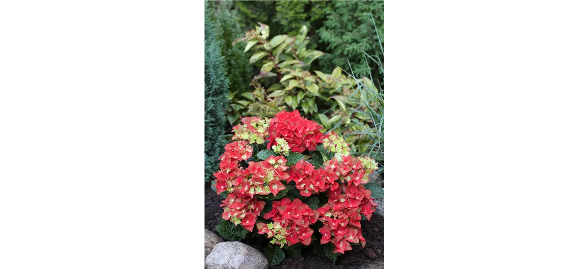 Hydrangea mac. 'Maileuchten' Topfgröße 5 Liter, Höhe 30-35cm