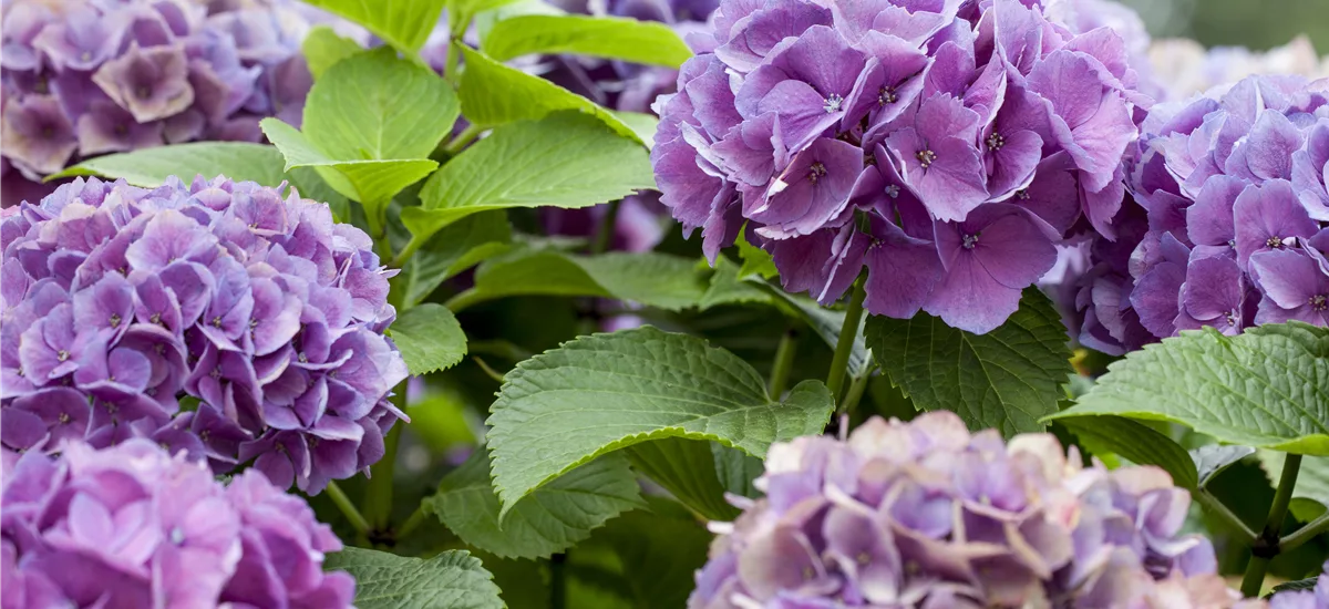 Hydrangea 'Diva fiore'® Violett Topfgröße 12 Liter