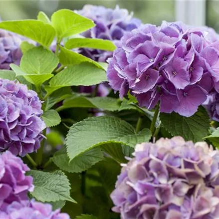 Hydrangea 'Diva fiore'® Violett