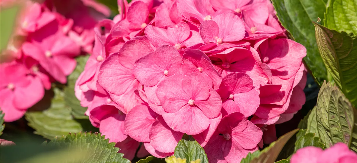 Hydrangea 'Diva fiore'® Rosa Topfgröße 12 Liter