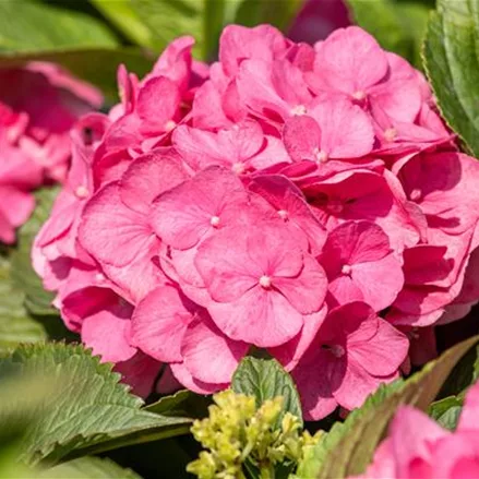 Hydrangea 'Diva fiore'® Rosa