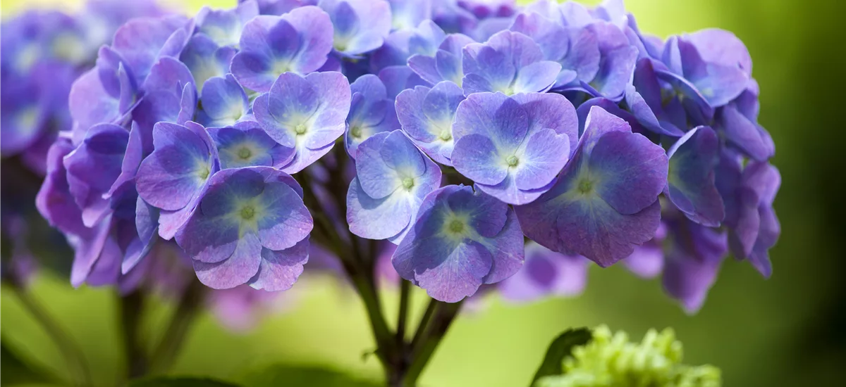 Hydrangea 'Diva fiore'® Blau Topfgröße 12 Liter