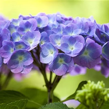 Hydrangea 'Diva fiore'® Blau