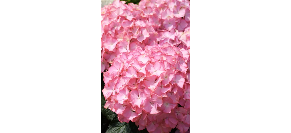 Hydrangea arborescens 'Sweet Annabelle'® Topfgröße 5 Liter