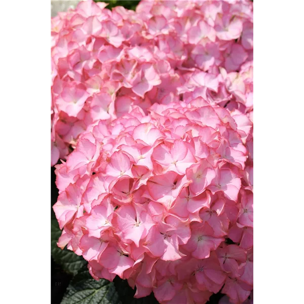 Hydrangea arborescens 'Sweet Annabelle'®