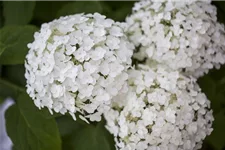 Hydrangea arborescens 'Strong Annabelle'® Topfgröße 5 Liter