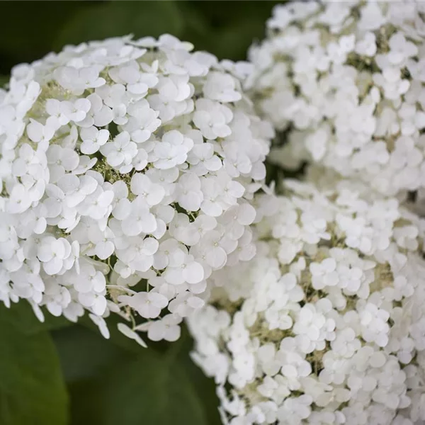 Hydrangea arborescens 'Strong Annabelle'®