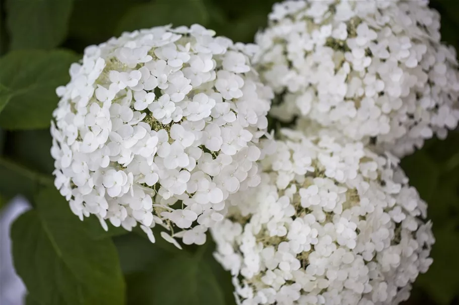 Hydrangea arborescens 'Strong Annabelle'® Topfgröße 5 Liter