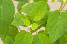 Hydrangea arborescens 'Strong Annabelle'® Topfgröße 5 Liter