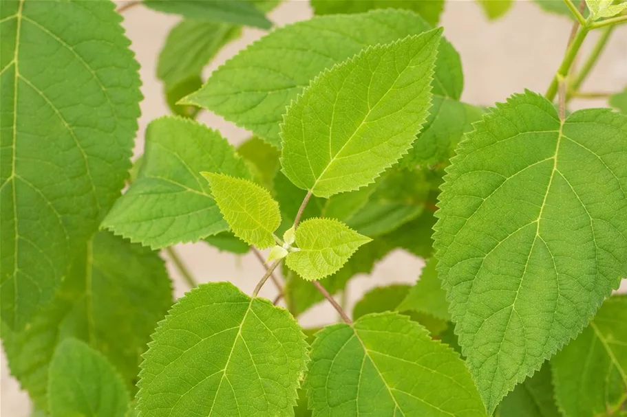 Hydrangea arborescens 'Strong Annabelle'® Topfgröße 5 Liter