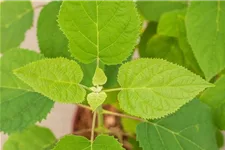 Hydrangea arborescens 'Strong Annabelle'® Topfgröße 5 Liter