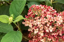 Hydrangea arborescens 'Ruby Annabelle'® Topfgröße 5 Liter