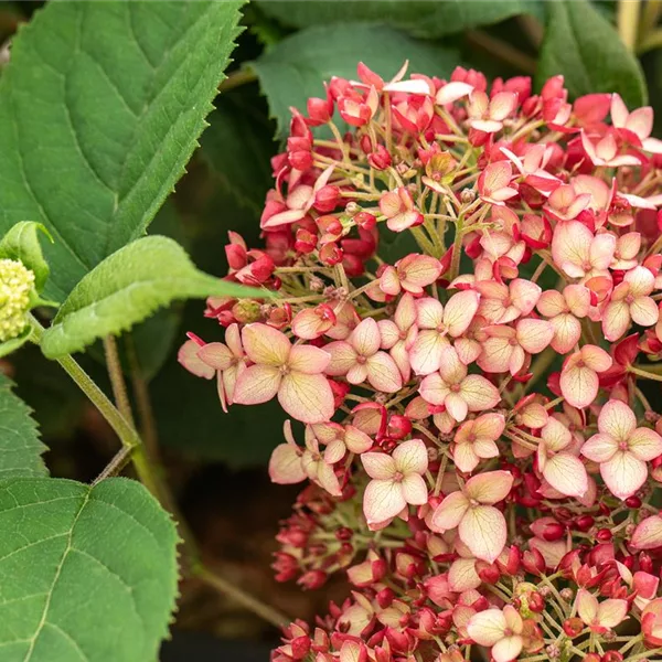 Hydrangea arborescens 'Ruby Annabelle'®