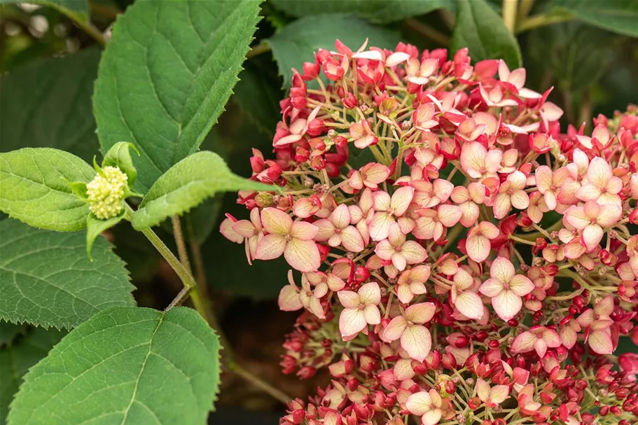 Hydrangea arborescens 'Ruby Annabelle'® Topfgröße 5 Liter