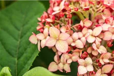 Hydrangea arborescens 'Ruby Annabelle'® Topfgröße 5 Liter