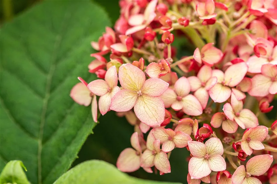 Hydrangea arborescens 'Ruby Annabelle'® Topfgröße 5 Liter