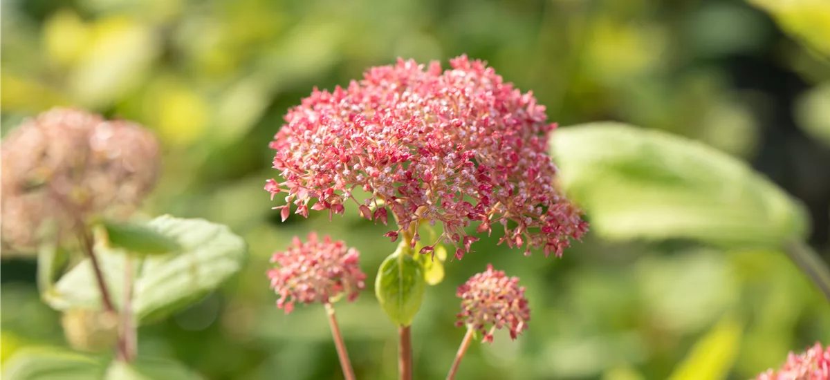 Hydrangea arborescens 'Pink Annabelle'® Topfgröße 5 Liter