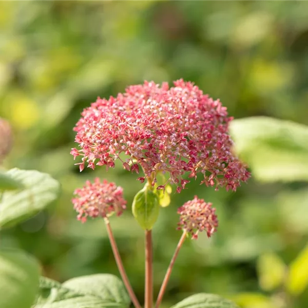 Hydrangea arborescens 'Pink Annabelle'®