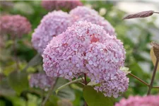 Hydrangea arborescens 'Candybelle'® Bubblegum Topfgröße 6 Liter