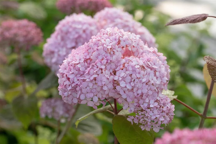 Hydrangea arborescens 'Candybelle'® Bubblegum Topfgröße 6 Liter