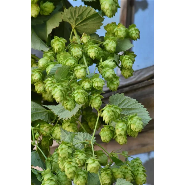 Humulus lupulus 'Opal'