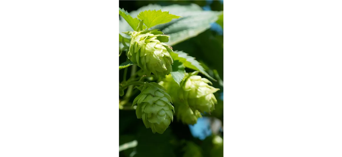 Humulus lupulus 'Hallertauer Tradition' Topfgröße 2 Liter, Höhe 40-60cm