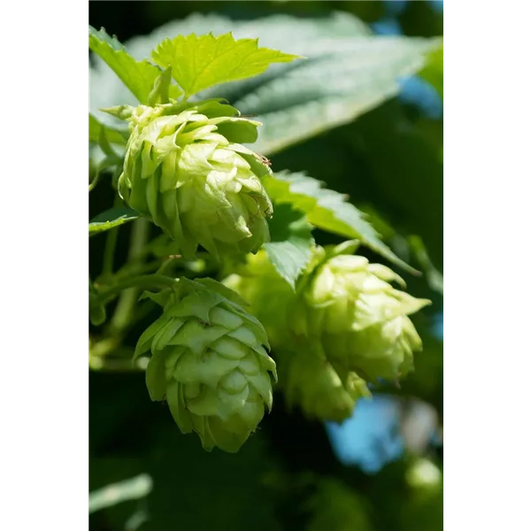 Humulus lupulus 'Hallertauer Tradition'