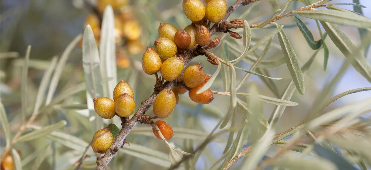 Hippophae rhamnoides 'Vitaminhochzeit' Topfgröße 5 Liter, Höhe 100-150cm