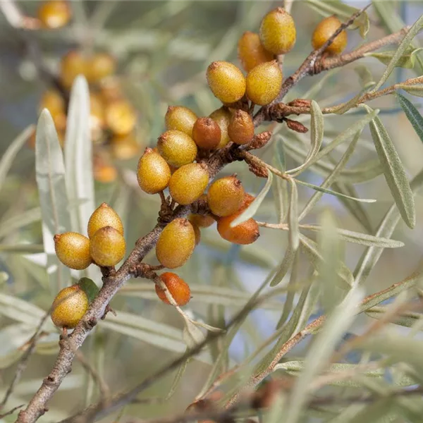 Hippophae rhamnoides 'Vitaminhochzeit'