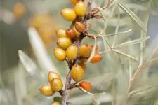 Hippophae rhamnoides 'Leikora' Topfgröße 2 Liter, Höhe 30-40cm