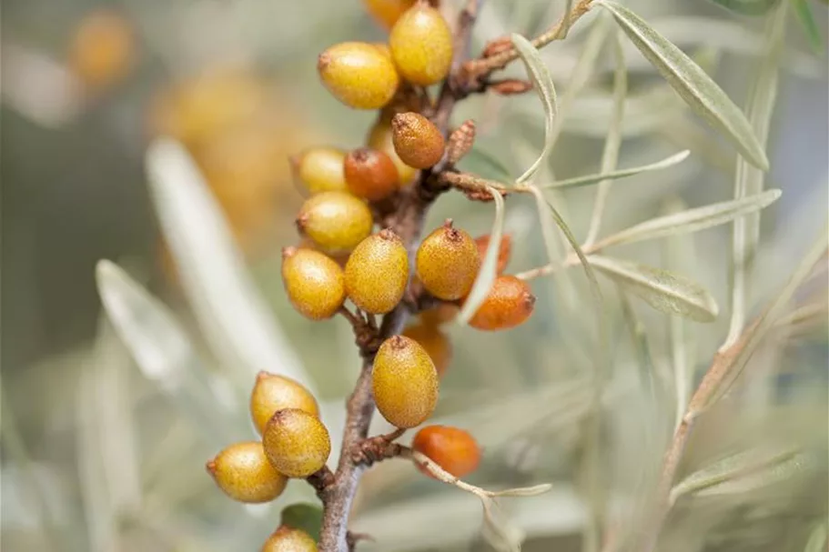 Hippophae rhamnoides 'Leikora' Topfgröße 2 Liter, Höhe 30-40cm