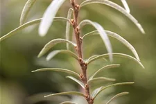 Hippophae rhamnoides 'Leikora' Topfgröße 2 Liter, Höhe 30-40cm