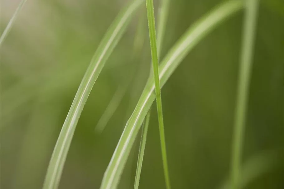 Chinaschilf 'Gracillimus' 1 Liter Topf