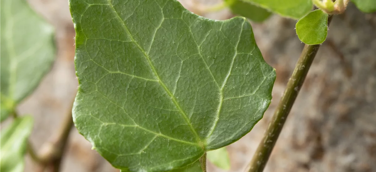 Hedera helix 'Mein Herz' Topfgröße 0,5 Liter, 15- 20