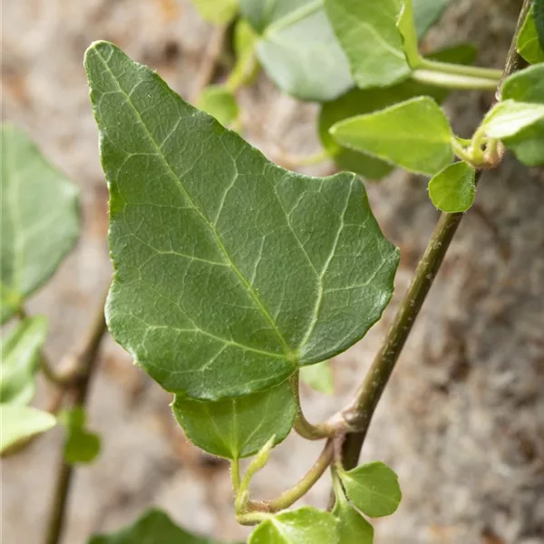 Hedera helix 'Mein Herz'