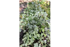 Hedera helix 'Kolibri' Topfgröße 0,5 Liter, 15- 20