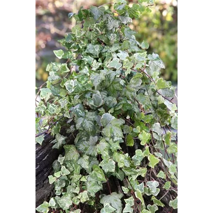 Hedera helix 'Kolibri'