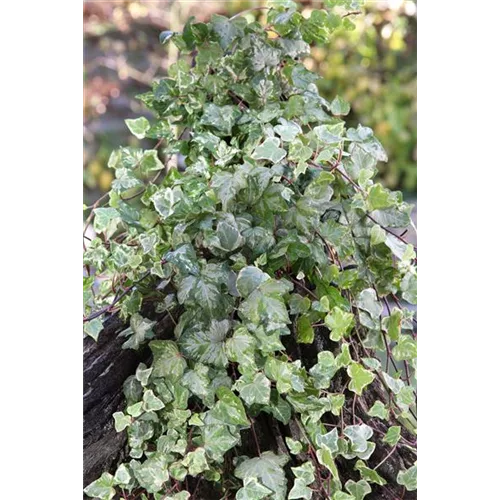 Hedera helix 'Kolibri'