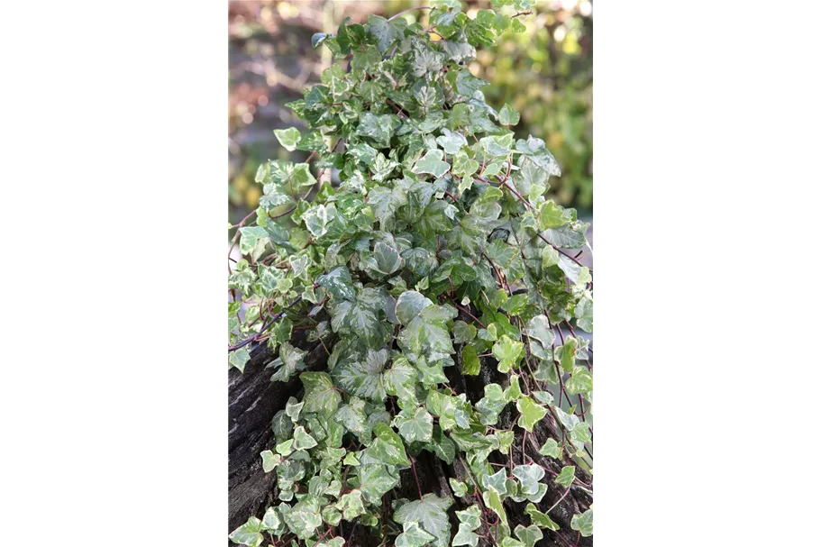 Hedera helix 'Kolibri' Topfgröße 0,5 Liter, 15- 20