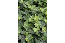 Hedera helix hibernica Topfgröße 2 Liter, Höhe 40-60cm