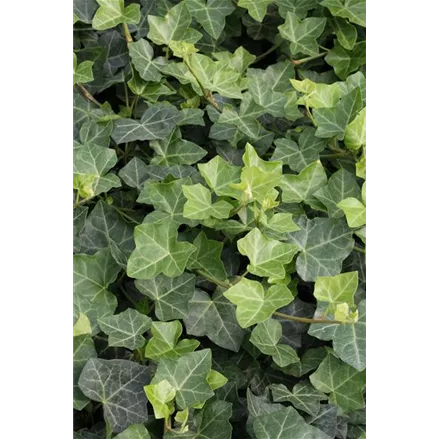 Hedera helix hibernica