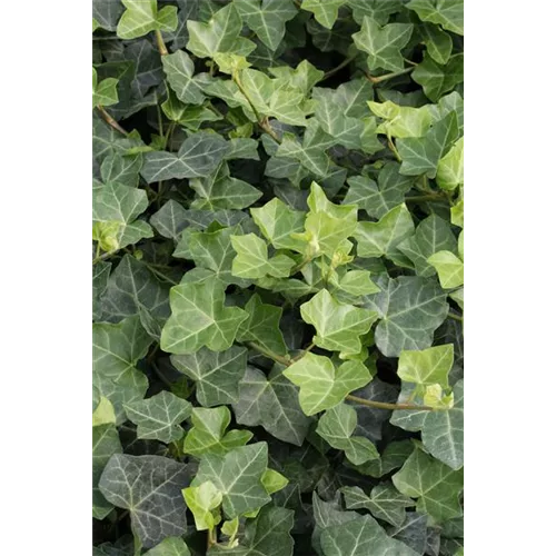 Hedera helix hibernica