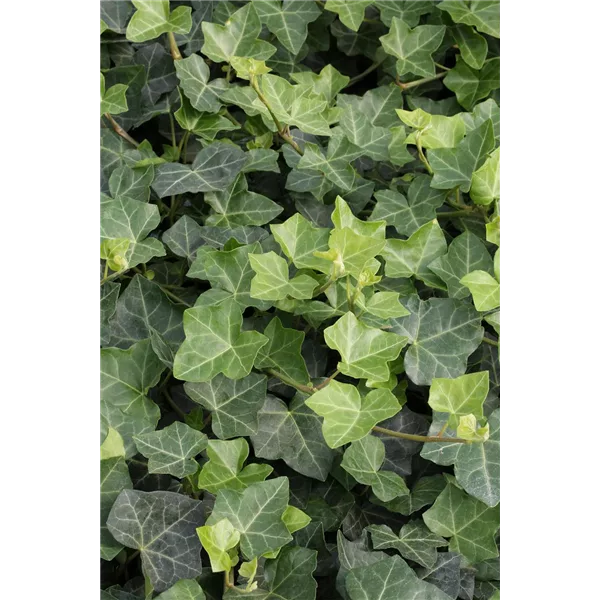 Hedera helix hibernica