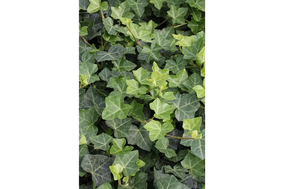 Hedera helix hibernica Topfgröße 2 Liter, Höhe 40-60cm