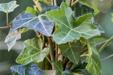 Hedera helix hibernica Topfgröße 2 Liter, Höhe 40-60cm