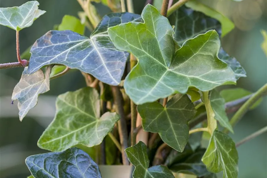 Hedera helix hibernica Topfgröße 2 Liter, Höhe 40-60cm