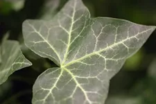 Hedera helix hibernica Topfgröße 2 Liter, Höhe 40-60cm