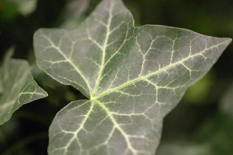 Hedera helix hibernica Topfgröße 2 Liter, Höhe 40-60cm