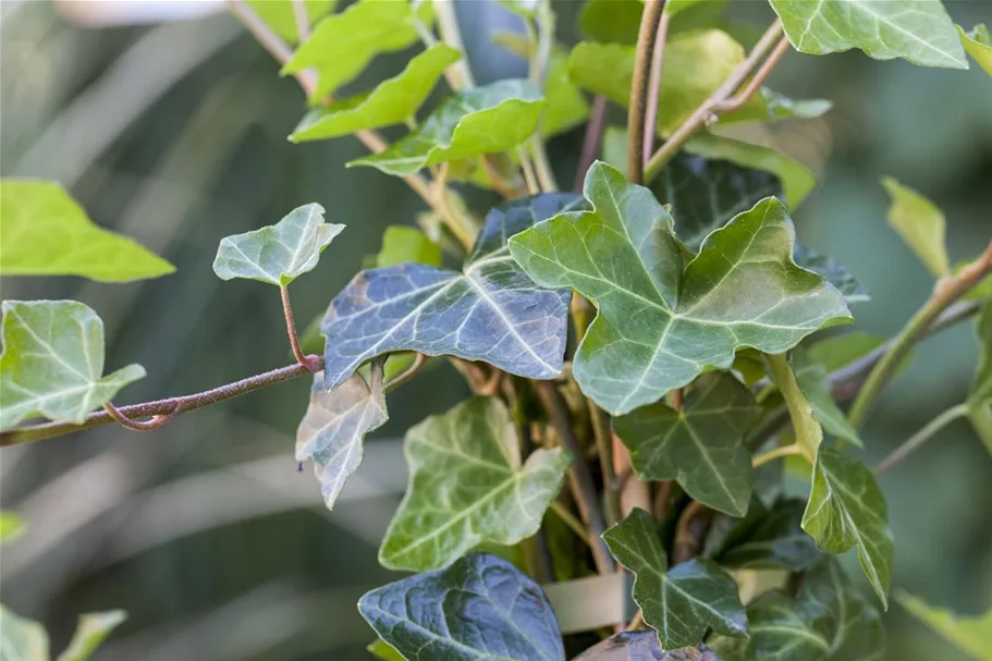 Hedera helix hibernica Topfgröße 2 Liter, Höhe 40-60cm