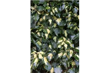 Hedera helix 'Goldheart' Topfgröße 2 Liter, Höhe 40-60cm